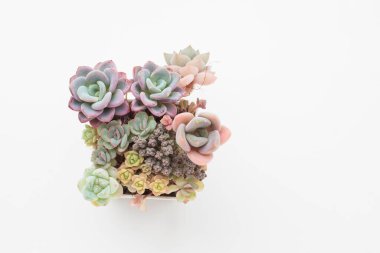 Sulu bahçe yayılımı. Beyaz arkaplanda ev bitkisi üst görünümü