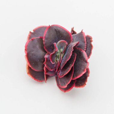 Kırmızı Echeveria, Rose 'un sulu çiçeğini beyaz arka planda pembeleştirdi