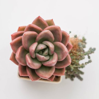 Pastel kırmızısı Echeveria Avokado Krem Sulu ev bitkisi, üst görünümü kapat.