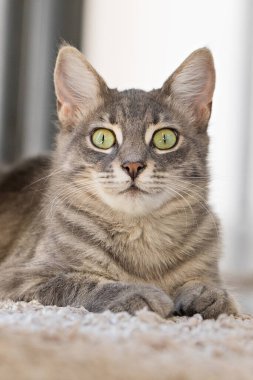 Gri kedi yavrusu evde oturup kameraya bakıyor.