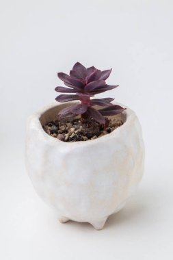 Beyaz arka planda beyaz seramik kapta Echeveria Melaco sulu ev bitkisi