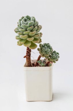 Yeşil yumuşacık sulu Echeveria setosa var. Beyaz arka planda setosa. Beyaz plastik kapta sulu bir bitki.