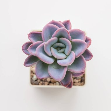 Doğal Echeveria Orpett Sulu ev bitkisi