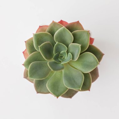 Echeveria Eğlenceli Kraliçe Rosette çiçek sulu beyaz arka planda izole