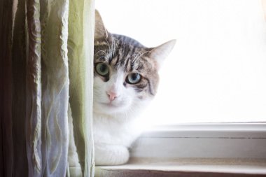 Kedi evdeki perdenin arkasından dışarı bakıyor.