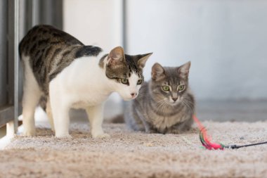 Evde Tüylü Asa oynayan komik meraklı kedi yavrusu. Gri ve beyaz kedi kapalı