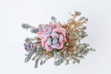 Açık pembe Pachiveria Draco ve sedum dasyphyllum minör ve sedum rupestre sulu çiçek beyaz arka planda üst görünüm