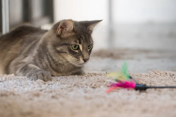 Young Cat hunting playing Feathers Wand toy indoor
