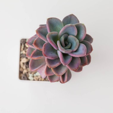 Lezzetli çiçek Echeveria Orpett beyaz tencerede, üst manzara