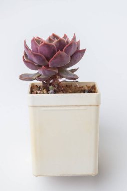 Doğal çiçekli ev dekorasyonu. Echeveria Öpücükler Lezzetli ev bitkisi. Beyaz arka planda plastik kapta.