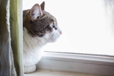 Büyük erkek kedi evdeki pencereden dışarı bakıyor.