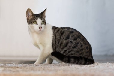 Evde yerde oturan komik genç kedi evcil hayvanı.