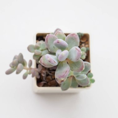 Yeşil Pachyphytum Glutinicaule Sulu ev bitkisi üst görünümü