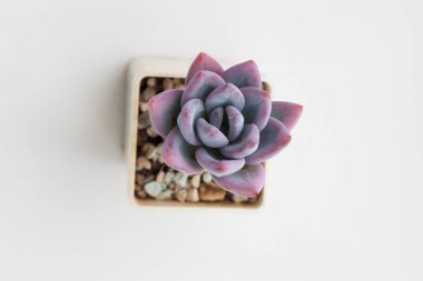 Mor renk Pachyveria Pudra Pudrası çiçek sulu ev bitkisi beyaz arka plan, üst görünüm