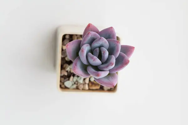 Purple color Pachyveria Powder Puff flower succulent houseplant on white background, top view