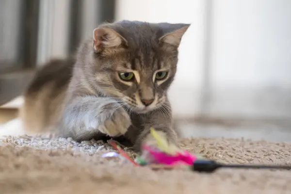 Adorable domestic Cat hunting playing colorful feather wand toy at home