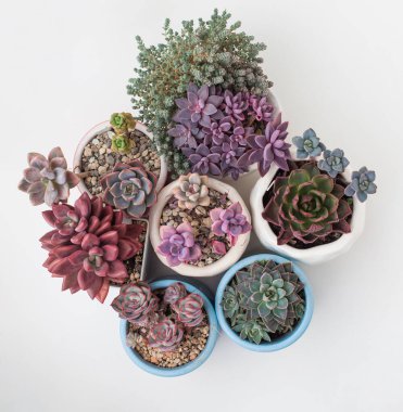 Renkli Succulent koleksiyonu. Eheveria ve Sedum çiçekleri beyaz arkaplanda üst görünüm