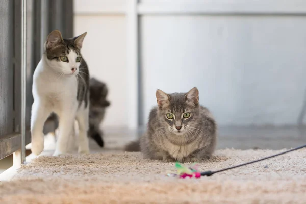 Young curious cats hunting and playing toy at home