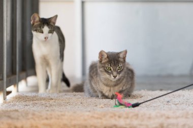 Kediler. Evcil kedi avcılığı, evde halı üstünde oyuncak avcılığı.