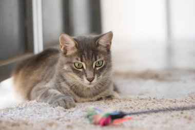 Kapalı alanda renkli değnekli tekir kedi.