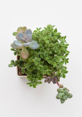 Beyaz arkaplanda küçük Crassula Ernestii, gratopetalum ve pachyphytum üst görünümü