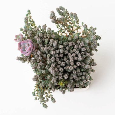 Sedum dasyphyllum minör ve küçük pembe graptoveria Debbie beyaz arka planda sulu üst görünüm