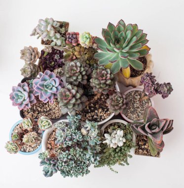 Nadir bulunan sulu bitki koleksiyonu. Eheveria, Sedum, Crassula, Pachyveria çiçek çiçekleri beyaz arkaplanda üst görünüm