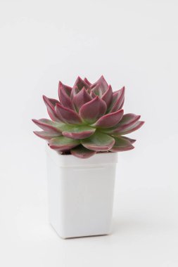 Beyaz plastik kapta bir ev bitkisi. Echeveria Shallot Sulu Rosette