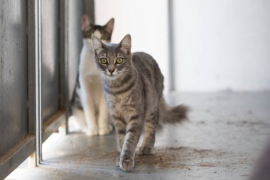 Evdeki sevimli kedi yavrusu. Evcil kedi.