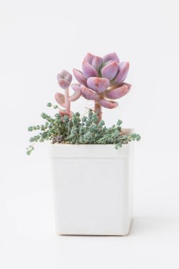 Lezzetli Graptoveria Opalina ile yeşil sedum çiçekli beyaz plastik kapta 