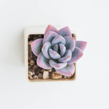 Graptoveria Pudra Çiçeği Çiçek üst görünümü