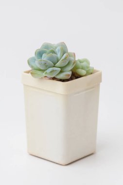 Beyaz plastik kapta yeşil sulu Echeveria Amabile çiçeği