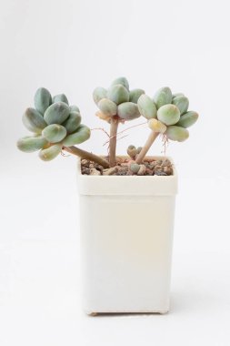 Beyaz arka planda beyaz plastik kapta doğal yeşil Pachyphytum