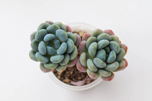 stock image Sedeveria blue elf houseplant top view