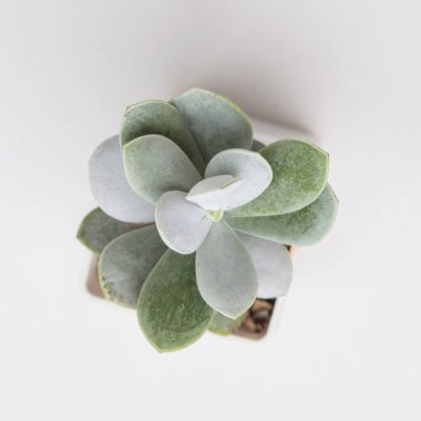 Grenn Adromischus Leucophyllus sulu beyaz arkaplan üst görünüm yakın