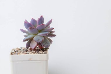 Beyaz arkaplanda Echeveria Trumso çiçeği