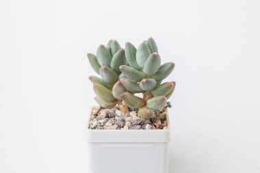 Pachyphytum Sky beyaz plastik kapta. Beyaz arka planda sulu bitkiler