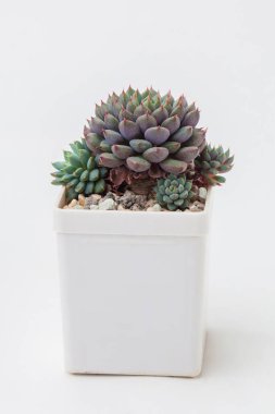 Beyaz arka planda beyaz plastik kapta sulu Echeveria Yeşil Sörf bitkisi