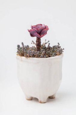 Pembe Echeveria Bittersweet ile yeşil Sedum Dasyphyllum Minor ev bitkisi beyaz arka planda beyaz el yapımı seramik kap