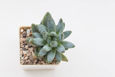 Beyaz arka planda sulu rosette Pachyveria Glauca ya da Pachyphytum fahişesi ev bitkisi.