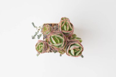 Doğal Succulent Echeveria Şeftali Üst Görünümü