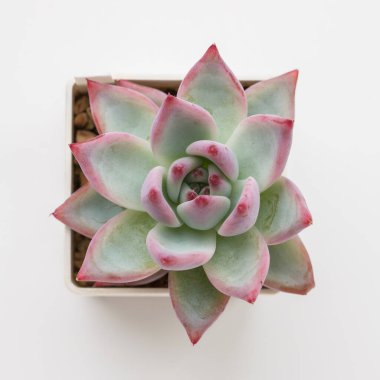 Beyaz zemin üzerindeki sulu Echeveria Colata Buzu üst görünümü kapat