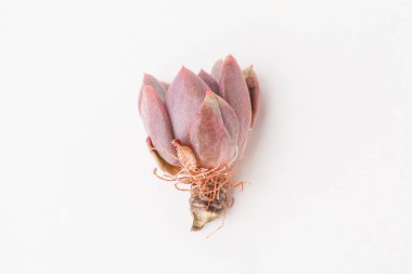 Beyaz arka planda sulu Echeveria Spica kesim roset ev bitkisi