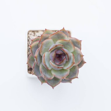 Çiçek Echeveria Mirine üst görünümü