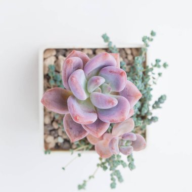 Pembe Graptoveria Opalina çiçek üst görünümü