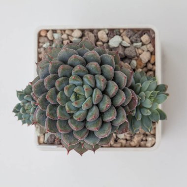 Beyaz arka planda Echeveria Yeşil Sörf Çiçeği bitkisi