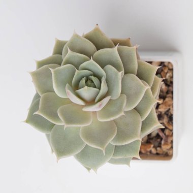 Beyaz arka planda sulu Echeveria Ruzz çiçeği bitkisi