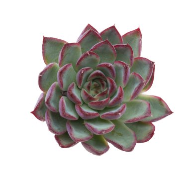 Kırmızı ve yeşil Echeveria Puli-lindsayana çiçekleri beyaz arka planda, doğal üst manzara