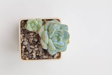 Doğal Plump Echeveria Amabile çiçek üst görünümü