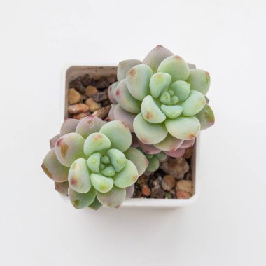 Beyaz arka planda yeşil sulu Sedum Clavatum bitkisi, üst görünüm